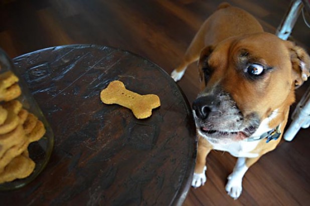 Pumpkin Dog Biscuits
