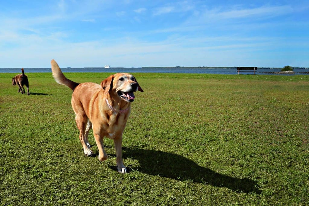 traveling with your pet