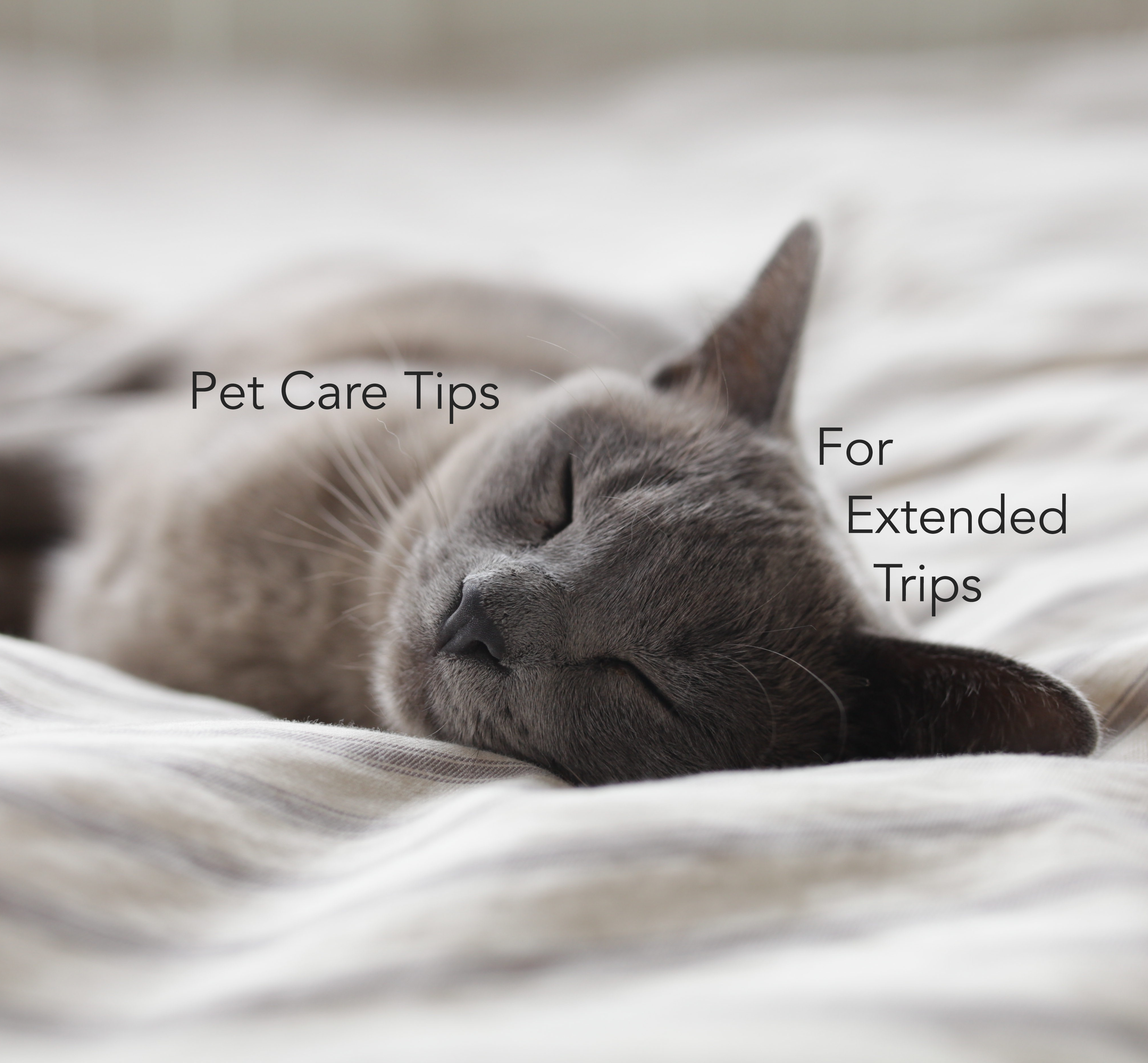 Pet Care Tips for Extended Trips
