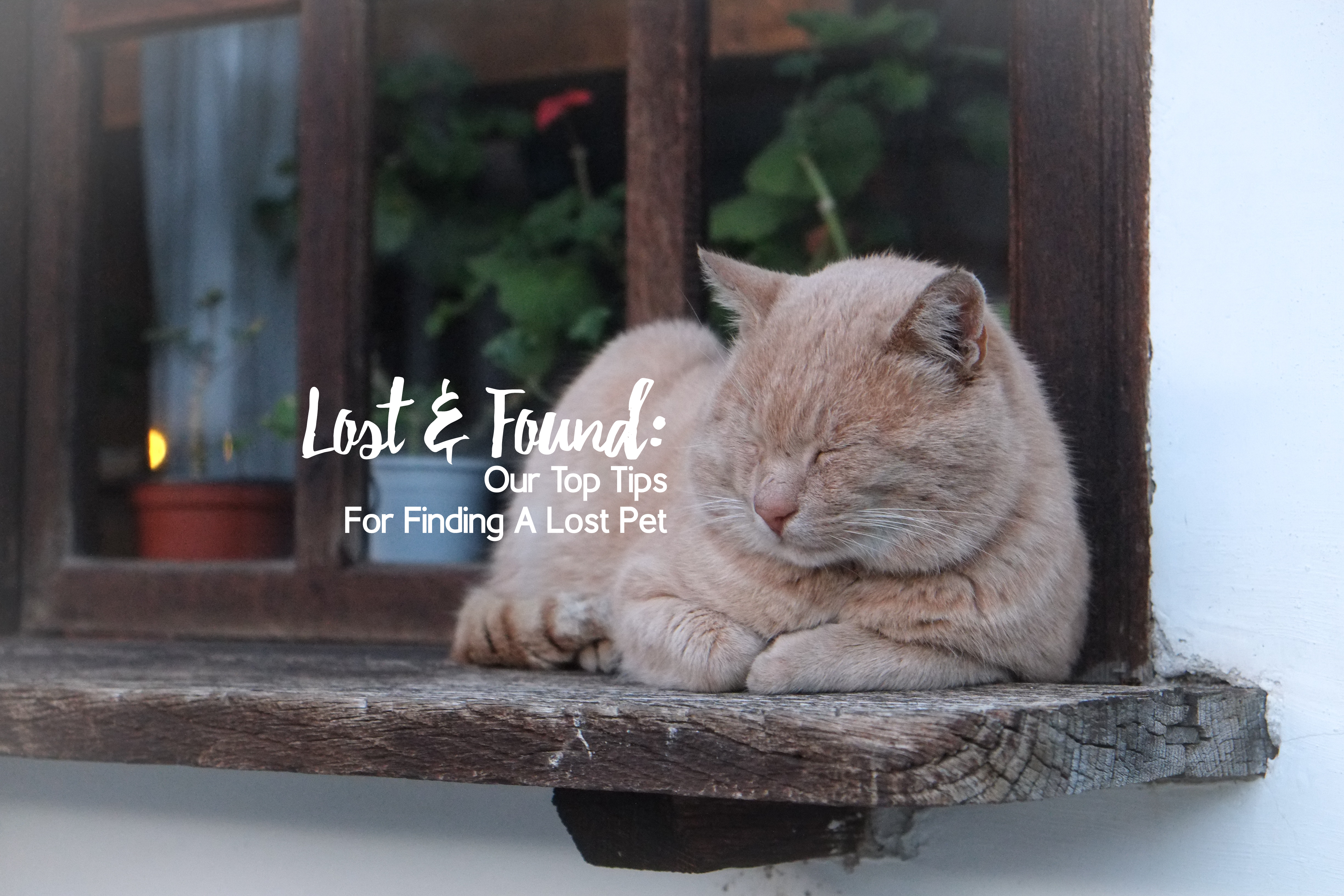 Lost & Found: Our Top Tips For Finding A Lost Pet