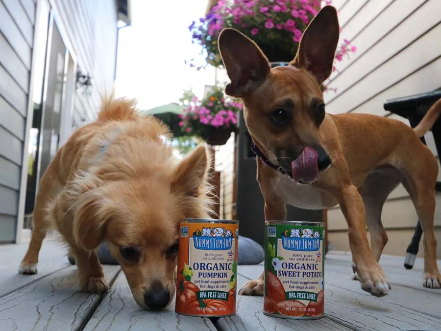 Benefits of Pumpkin for Pets - Nummy Tum-Tum