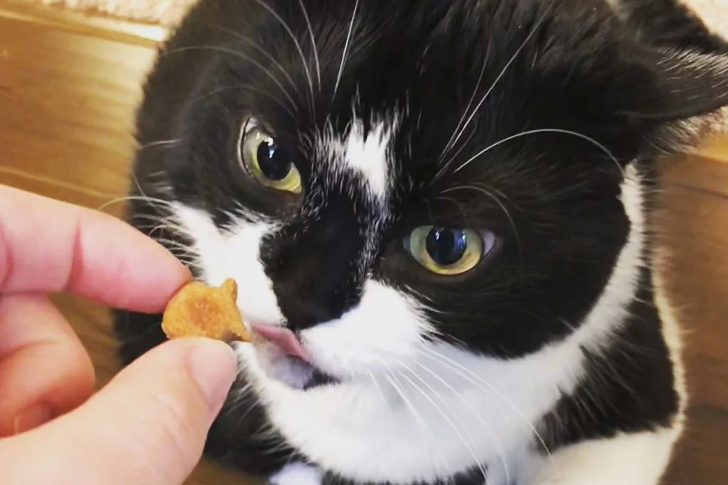 organic pumpkin catnip treats