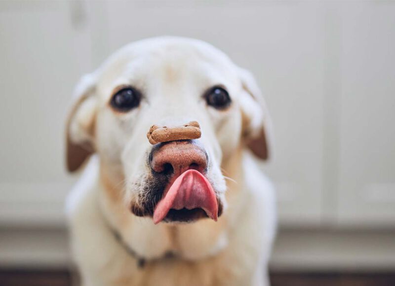 organic pet treat recipe