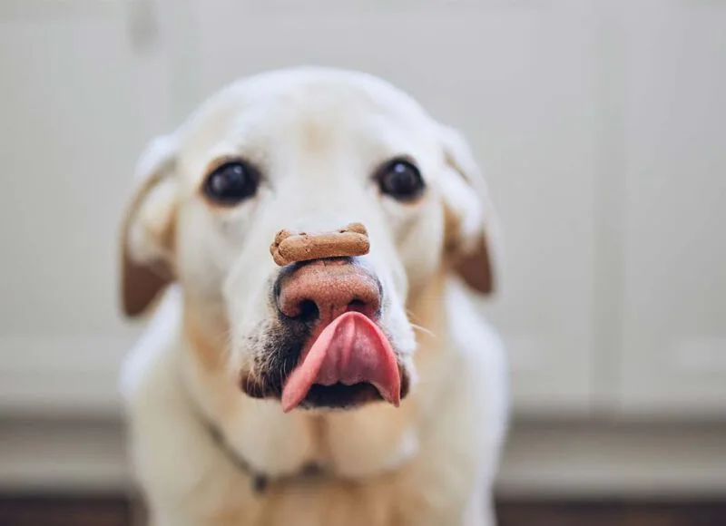 organic pet treat recipe