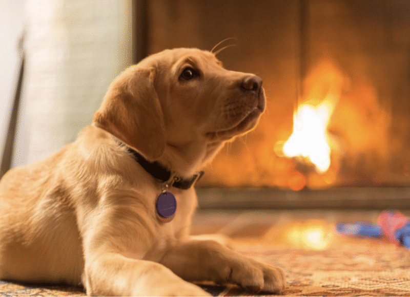 fire safety for pets
