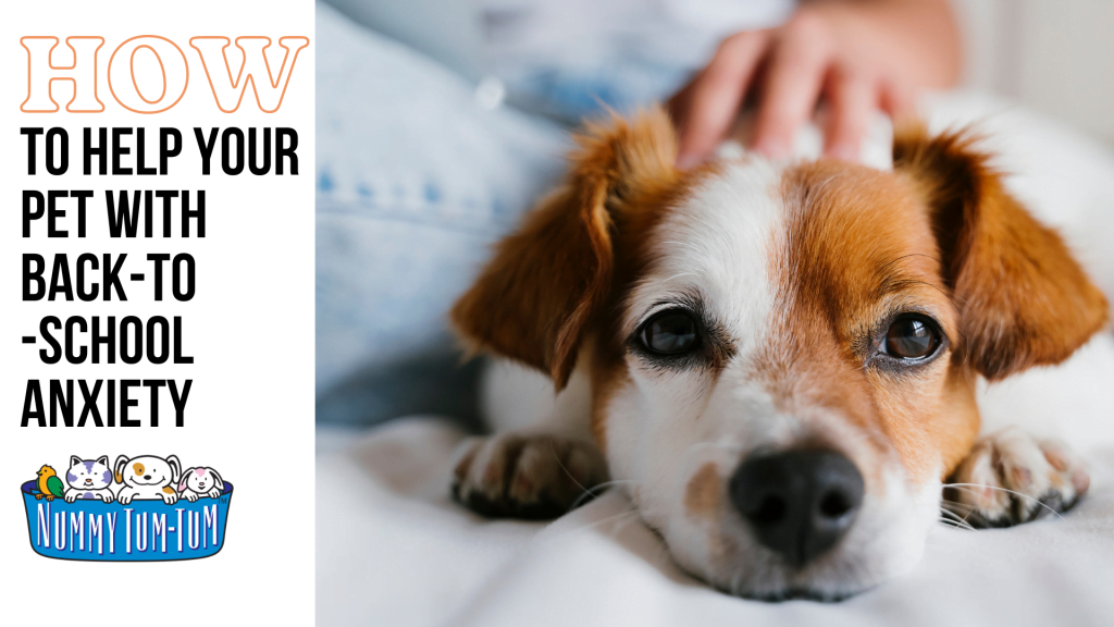 Back to school anxiety in pets