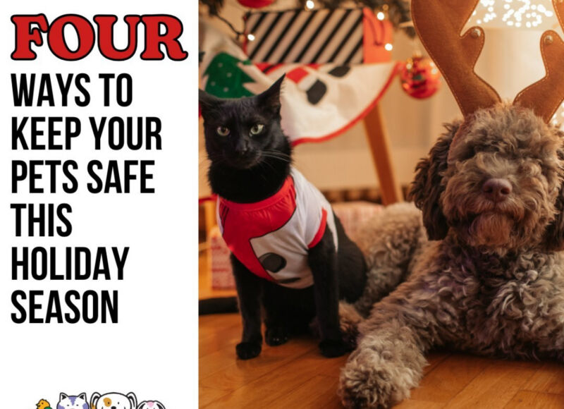 4 Ways to Keep Your Pet Safe at the Holidays