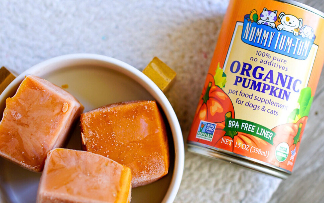 frozen pumpkin ice cubes for pets made with Nummy Tum Tum 100% pure organic pumpkin