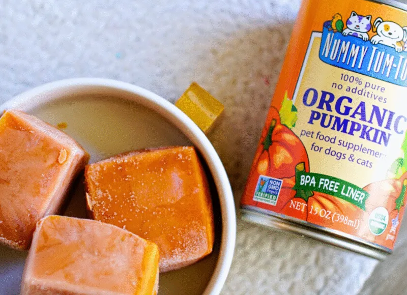 frozen pumpkin ice cubes for pets made with Nummy Tum-Tum 100% pure organic pumpkin