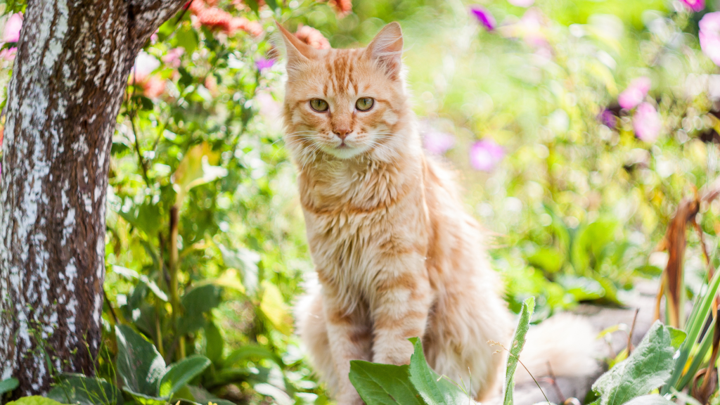 cat springtime in the blooms